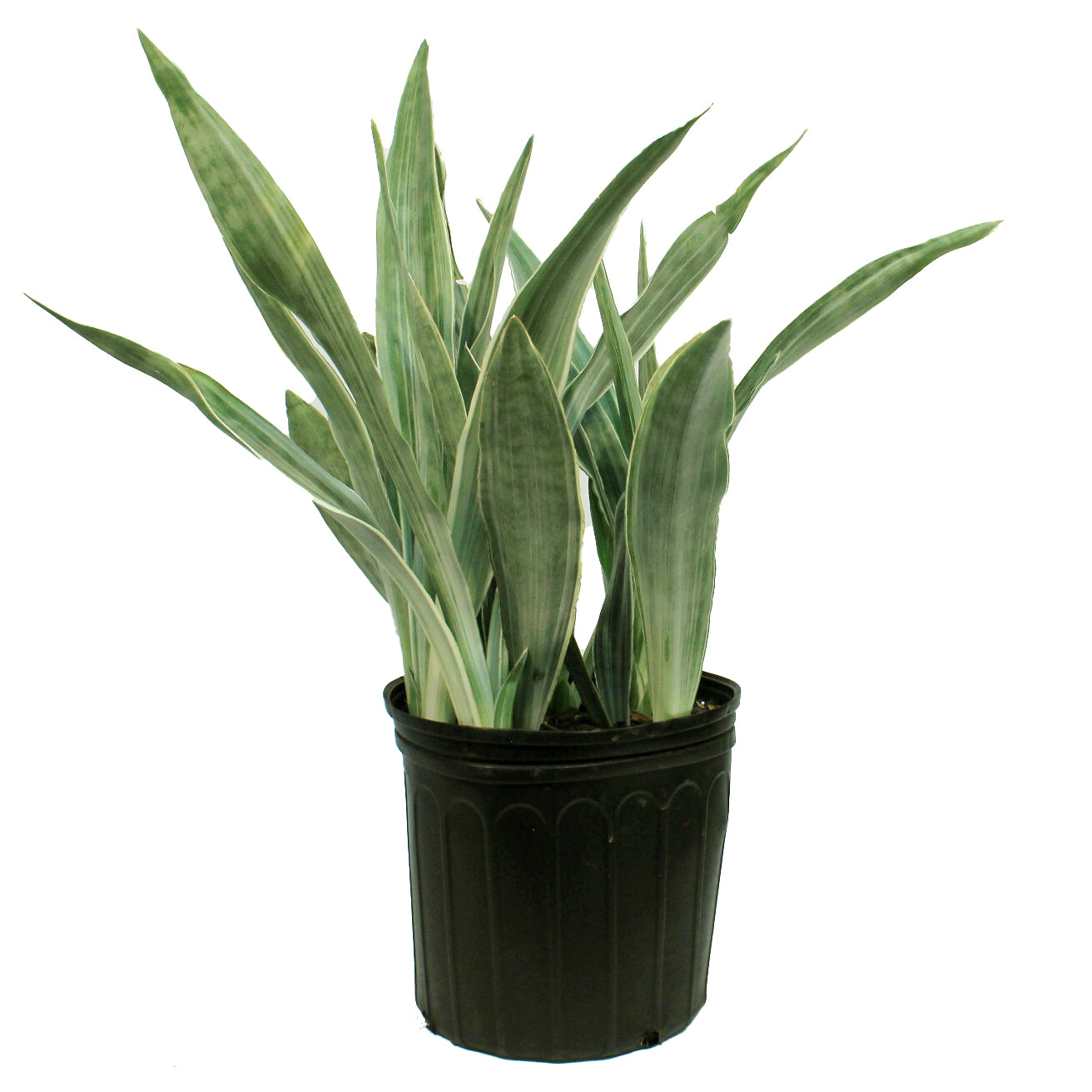 Sansevieria, 10in, Lauren – Floral Acres Greenhouse & Garden Centre