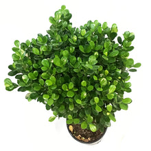Load image into Gallery viewer, Ficus, 14in, Moclaime
