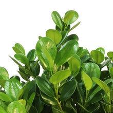 Load image into Gallery viewer, Ficus, 14in, Moclaime