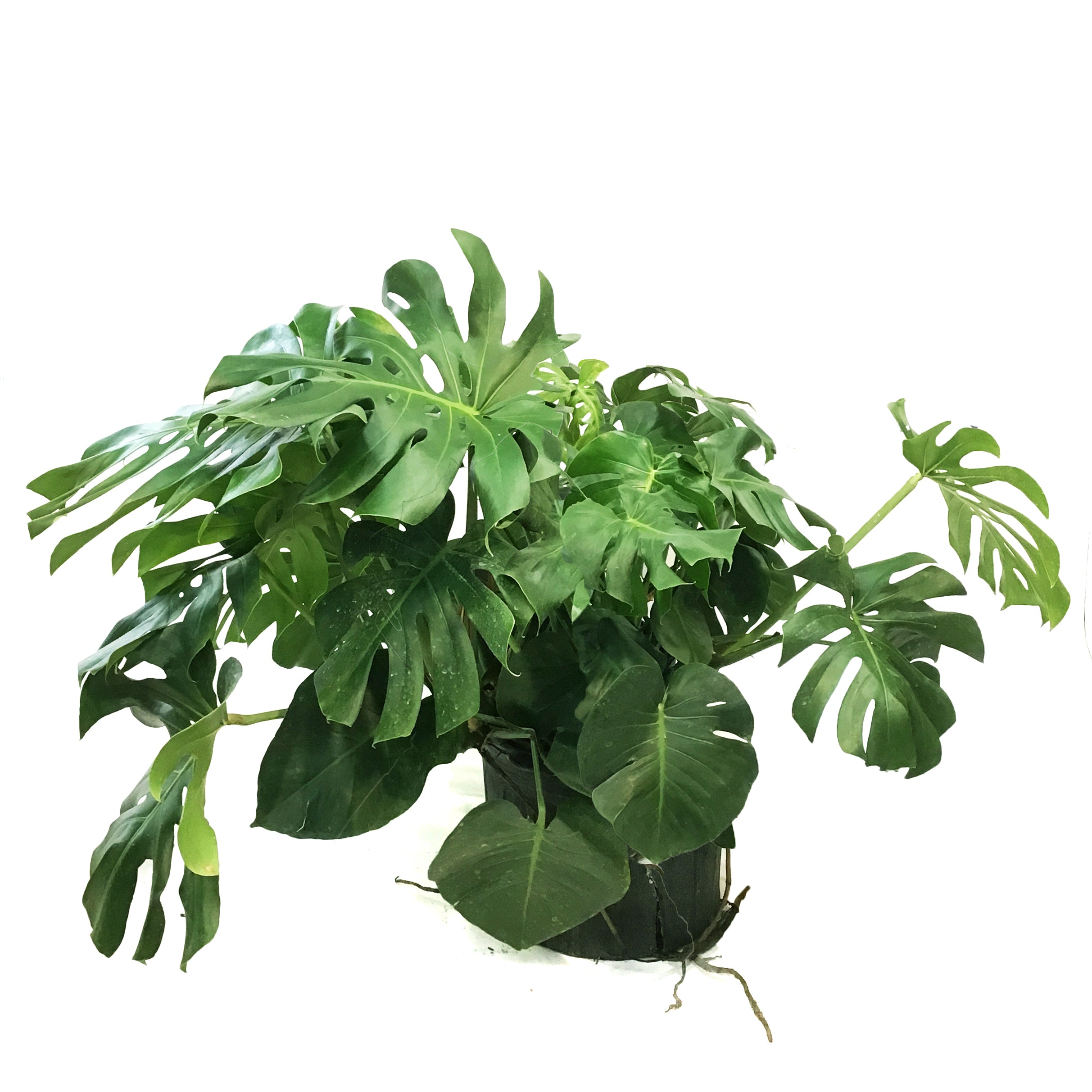 Monstera, 14n, Deliciosa – Floral Acres Greenhouse & Garden Centre