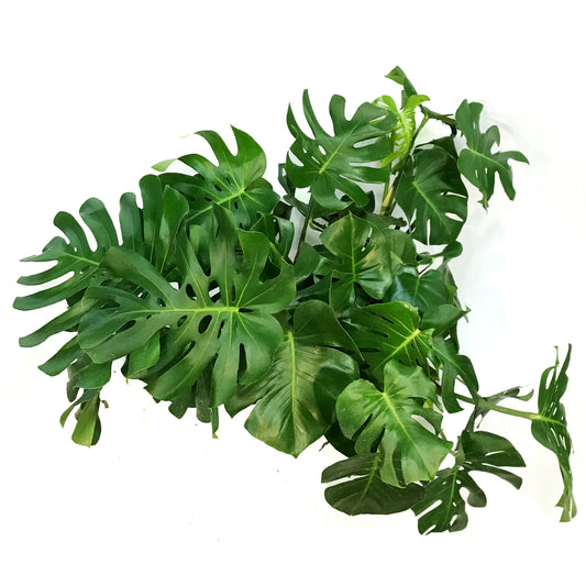 Monstera, 14n, Deliciosa