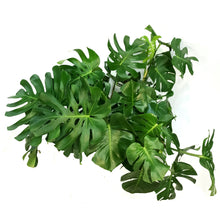 Load image into Gallery viewer, Monstera, 14n, Deliciosa