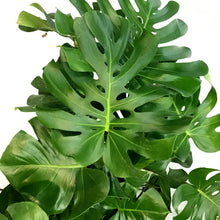 Load image into Gallery viewer, Monstera, 14n, Deliciosa