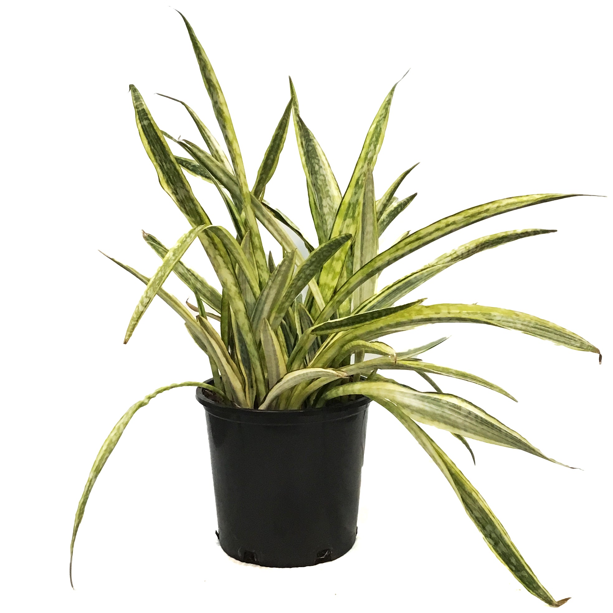 lauren sansevieria Sansevieria, 14in, Lauren