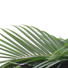 Load image into Gallery viewer, Palm, 17in, Cataractarum