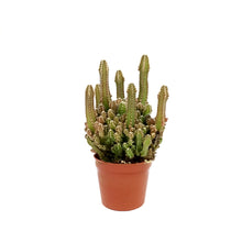 Load image into Gallery viewer, Cactus, 2.5in, Fairy Castle