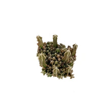 Load image into Gallery viewer, Cactus, 2.5in, Fairy Castle