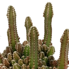 Load image into Gallery viewer, Cactus, 2.5in, Fairy Castle