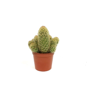 Cactus, 2.5in, Mammillaria Elongata 'Lady Fingers'