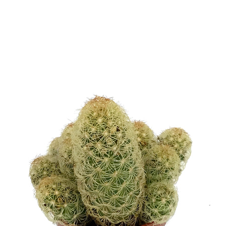 Cactus, 2.5in, Mammillaria Elongata 'Lady Fingers'
