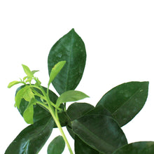 Load image into Gallery viewer, Orange, 5in, Calamondin