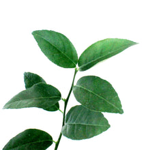 Load image into Gallery viewer, Lime, 5 in, Key Lime Thronless