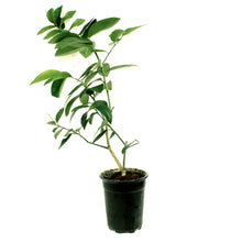 Load image into Gallery viewer, Lime, 5in, Persian