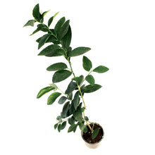 Load image into Gallery viewer, Lime, 5in, Persian
