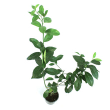 Load image into Gallery viewer, Lemon, 5 in, Meyer
