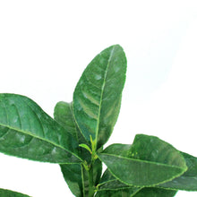Load image into Gallery viewer, Lemon, 5 in, Buddha's Hand