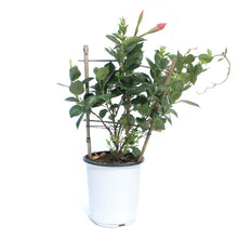 Load image into Gallery viewer, Mandevilla, 6in, Trellis