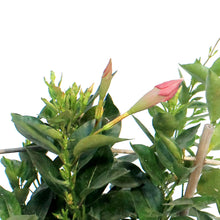 Load image into Gallery viewer, Mandevilla, 6in, Trellis