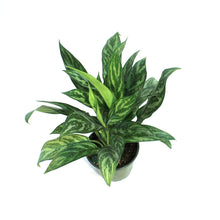 Load image into Gallery viewer, Aglaonema, 6in, Tigress