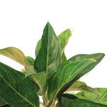 Load image into Gallery viewer, Aglaonema, 6in, Golden Flourite