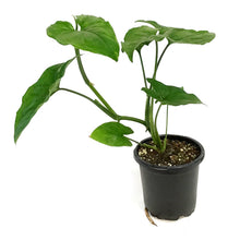Load image into Gallery viewer, Syngonium, 4in, Green Fantasy