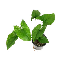 Load image into Gallery viewer, Syngonium, 4in, Green Fantasy