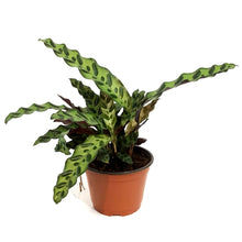 Load image into Gallery viewer, Calathea, 6in, Rattlesnake