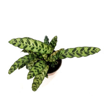 Load image into Gallery viewer, Calathea, 6in, Rattlesnake