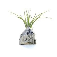 Load image into Gallery viewer, Tillandsia with Rainbow Moonstone
