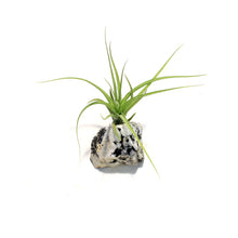 Load image into Gallery viewer, Tillandsia with Rainbow Moonstone
