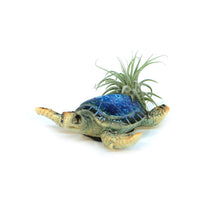 Load image into Gallery viewer, Tillandsia with Turtle Magnet