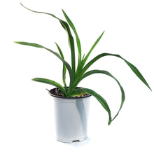 Load image into Gallery viewer, Hemerocallis, 1 gal,Grape Velvet