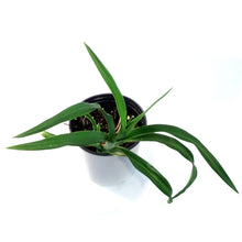 Load image into Gallery viewer, Hemerocallis, 1 gal,Grape Velvet