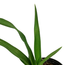 Load image into Gallery viewer, Hemerocallis, 1 gal,Grape Velvet