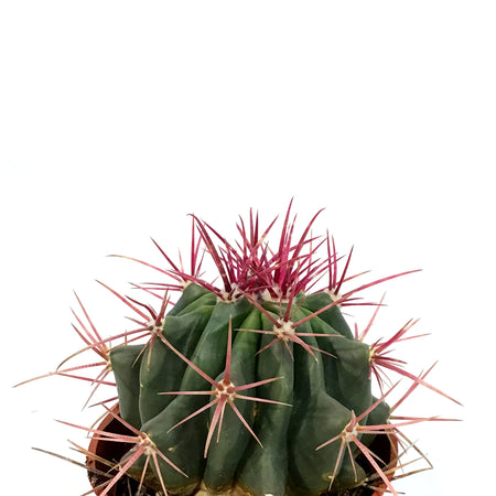 Cactus, 9cm, Ferocactus Wislizenii