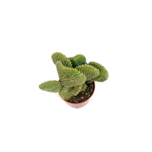 Load image into Gallery viewer, Cactus,2.5i, O. microdasys monstrose 'Crazy Bunny'