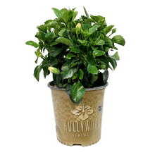 Load image into Gallery viewer, Hibiscus, 10in, Hollywood, Rico Suave