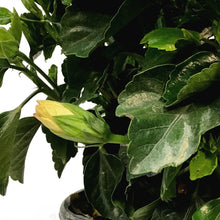 Load image into Gallery viewer, Hibiscus, 10in, Hollywood, Rico Suave