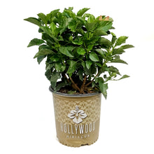 Load image into Gallery viewer, Hibiscus, 10in, Hollywood, First To Arrive