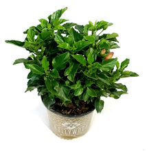 Load image into Gallery viewer, Hibiscus, 10in, Hollywood, First To Arrive