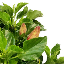 Load image into Gallery viewer, Hibiscus, 10in, Hollywood, First To Arrive