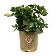 Load image into Gallery viewer, Hibiscus, 10in, Hollywood, Disco Diva