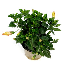 Load image into Gallery viewer, Hibiscus, 10in, Hollywood, Disco Diva