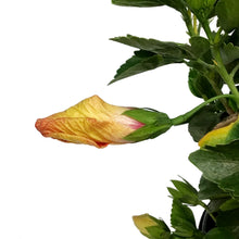 Load image into Gallery viewer, Hibiscus, 10in, Hollywood, Disco Diva