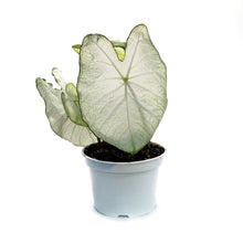 Load image into Gallery viewer, Caladium, 6in, Moonlight