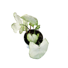 Load image into Gallery viewer, Caladium, 6in, Moonlight