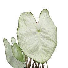Load image into Gallery viewer, Caladium, 6in, Moonlight