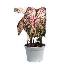 Load image into Gallery viewer, Caladium, 6in, Pink Beauty
