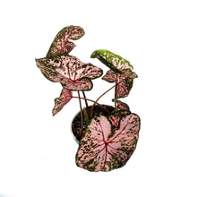 Load image into Gallery viewer, Caladium, 6in, Pink Beauty