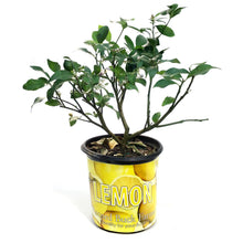 Load image into Gallery viewer, Lemon, 8 in, Meyer